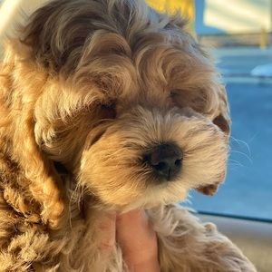 Meet your Posher, Addison